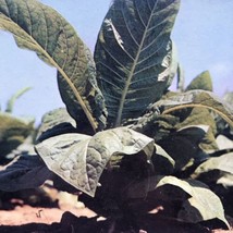 Tobacco Plant Postcard Vintage Farming - £10.32 GBP
