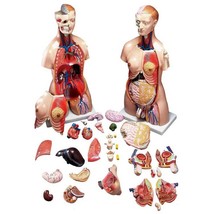 Anatomical Budget Functional Francis Torso Model - £226.15 GBP