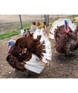 4+ Bourbon Red Turkey Hatching Eggs- Excellent Herritage Breed! - $36.00