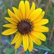 Helianthus Maximiliani Maximillian Or Prairie Sunflower 500 Seeds Seeds Fresh Fa - £13.56 GBP