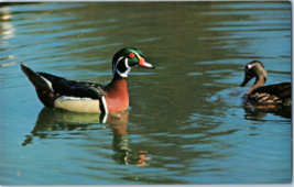 Wood Ducks On Sapsucker Woods Pong Ithaca New York Bird Postcard Qty 2 - £5.49 GBP