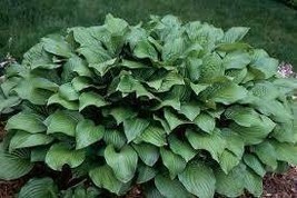 Royal  Standard  Hosta   /  #1  Bare  Root  /  Only  13.99  with  Free  Shipping - £10.97 GBP