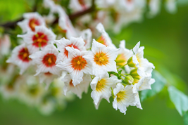 YELLOWHORN TREE Xanthoceras Sorbifolium White Yellow Red Fragrant Flower Seeds - £6.65 GBP