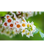 YELLOWHORN TREE Xanthoceras Sorbifolium White Yellow Red Fragrant Flower... - £6.56 GBP