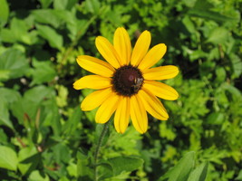 500 Seeds Black Eyed Susan Beautiful Bright Colorful - £14.93 GBP