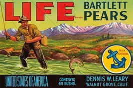 Life Brand Bartlett Pears 20 x 30 Poster - £20.42 GBP