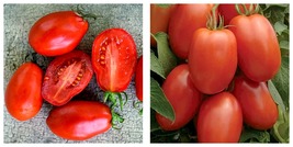 Roma Tomato 150 Seeds Fresh Garden - £15.91 GBP