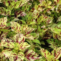 Mpb#3 Coleus Seeds Wizard Mosaic 50 Thru 1000 Seeds Gardening USA Shipping - $13.25