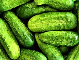 BPA Wisconsin Smr-58 Pickling Cucumber Seeds 50 Seeds  From US - £6.28 GBP