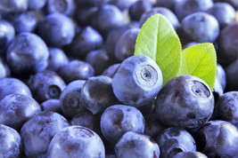 GIB 20 Dwarf Bilberry Vaccinium Caespitosum Whortleberry Blue Berry Frui... - $18.00