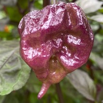 Blackjack Moruga Scorpion Trinidad Pepper Usa Seller Garden - £9.02 GBP