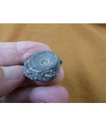 (F328-21) 7/8&quot; fossil Shark vertebrae bone disk bony segment vert verteb... - $8.59