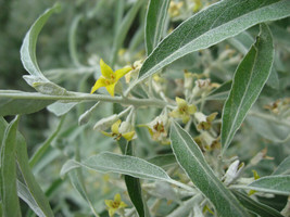 Russian Olive Silver Berry Shrub 25 Seeds  From US - £8.30 GBP