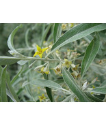 Russian Olive Silver Berry Shrub 25 Seeds  From US - £8.38 GBP