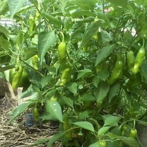 Italian Pepperoncini Pepper Seeds Sweet Organic New Fresh Seeds - $4.38