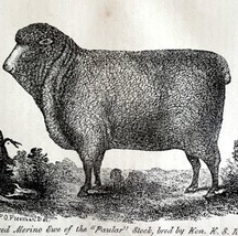 Paular Stock Merino Ewe Cortland NY 1863 Victorian Agriculture Animals A... - $49.99