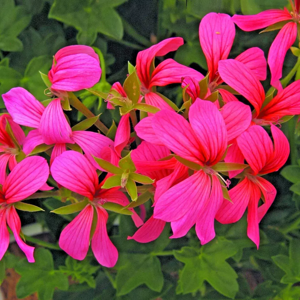 Geranium Pelargonium CASCADE PINK 3 Live 6&quot; Unrooted Cuttings Live Flowe... - £21.69 GBP