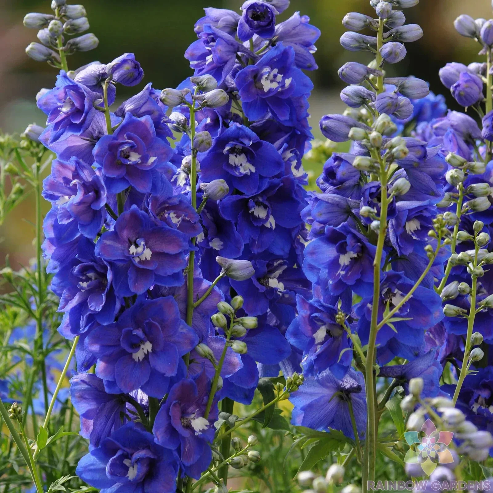 200 Dasante Blue Delphinium Seeds Planting Fresh Seeds - $9.86