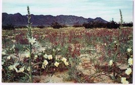 California Postcard Desert In Bloom Lupine Desert Lilies Evening Primrose - £1.69 GBP