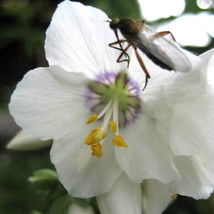 USA SELLER New 50 White Polemonium Caeruleum Jacobs Ladder Flower Seeds - $14.90