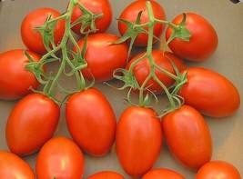 BEST 50 Seeds Easy To Grow Roma Tomato Vegetable Tomatoe - $10.00