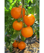 Moonglow Tomato Seeds | Heirloom | Organic FRESH - £8.28 GBP