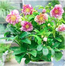 PWO Fresh Helleborus Niger Seed Flowers Christmas Rose Flower - £4.00 GBP