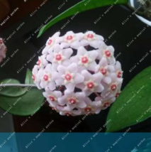 Ball Orchid Flower Perennial Plant Hoya Carnosa Seeds Garden USA Shipping - $6.90