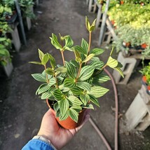 Peperomia &#39;Parallel&#39; | Peperomia tetragona | Easy Indoor Plant | 4-inch ... - $14.84