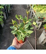 Peperomia &#39;Parallel&#39; | Peperomia tetragona | Easy Indoor Plant | 4-inch ... - $14.84