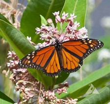 Grow In US 50 Seeds Milkweed Common Perennial Asclepias Pink Monarch Butterfly H - £8.13 GBP