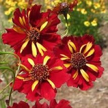 50 Of Coreopsis Roulette BI-COLOR RE-SEEDING Annual Flower Seeds - £7.82 GBP
