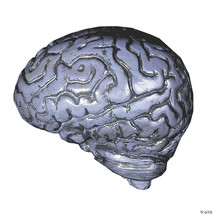 Brain-human grey - $160.88 CAD
