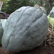 20 Giant Blue Hubbard Sweet Squash Seeds  Heirloom Fresh From US - £9.19 GBP