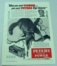 1954 Print Ad Peters .22 Cartridges Bulletts Raccoon in Tree - £8.33 GBP