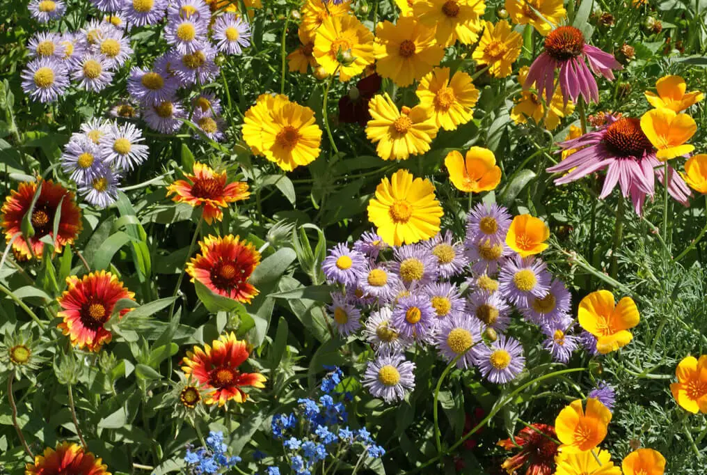 Bee Wildflower Mix Colorful Mixture 15 Species Pollinators 100 Seeds - £7.67 GBP