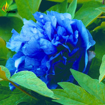 Lanxing Blue Silky Wavy Peony Flower Seeds 5 Seeds Pack Big Blooming Seeds E3514 - £10.15 GBP