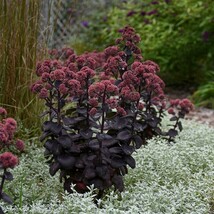 Sedum Night Embers 3 Pack Bare-Root Plant Grade #1 Plant Garden - $67.90