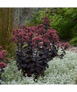 Sedum Night Embers 3 Pack Bare-Root Plant Grade #1 Plant Garden - $1,266.74 MXN