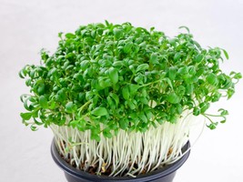 New Fresh Arugula Microgreen Seeds Organic Seeds - $2.98