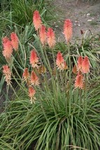 FA Store 25 Fire and Ice Torch Lily Hot Poker Flower Seeds - £8.43 GBP