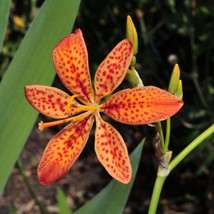 Top USA Seller Leopard Lily Seeds Belamcanda Chinensis 20 Seeds - £18.63 GBP