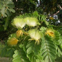 Albizia Lebbeck Siris Tree Womans Tongue East Indian Walnut 10 Seeds Gardening U - £14.53 GBP