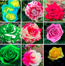 200 pcs Mixed 9 Kinds of Rare Rose Flower Together Beautiful Bonsai Rose Tree an - £4.46 GBP