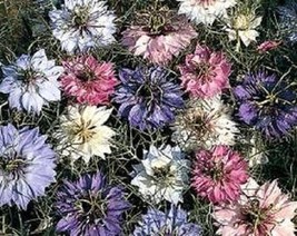 500 Love In A Mist Persian Jewels Mixed Colors Fennel Flower Nigella Damascena F - $10.45