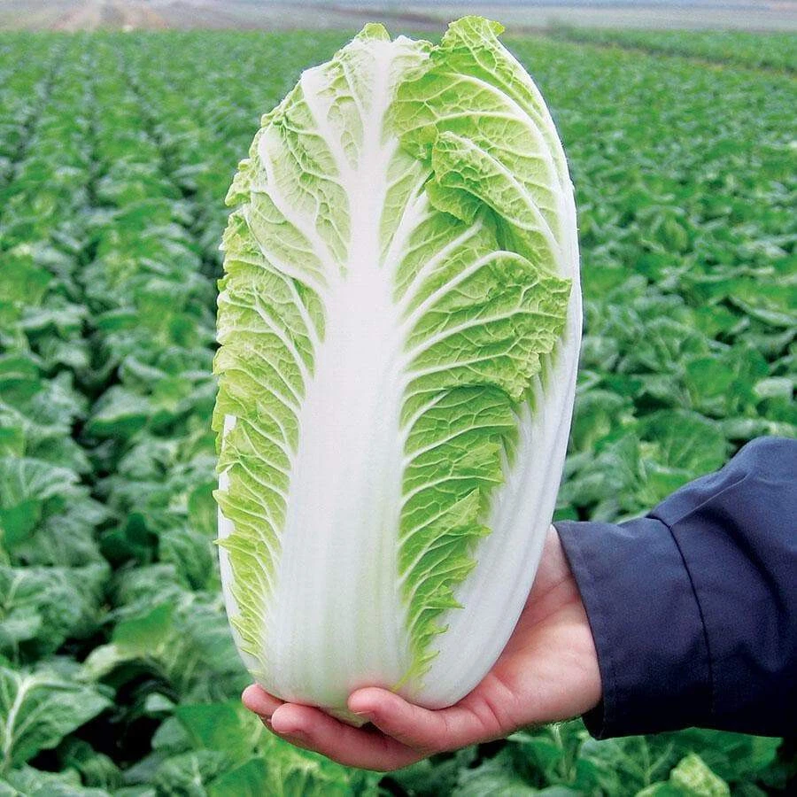 500+ Napa Cabbage Michihili Heading Chinese Cabbage Non-GMO Fresh Garden... - $8.35