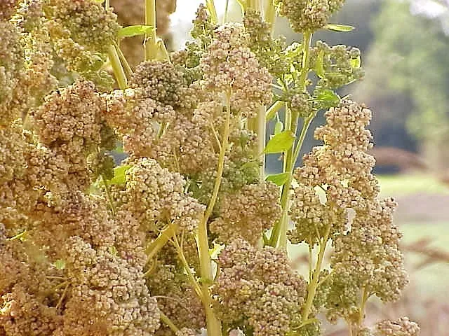 Fresh New 50 Organic Mint Vanilla Quinoa Green &amp; White Chenopodium Vegetable Gra - £11.21 GBP