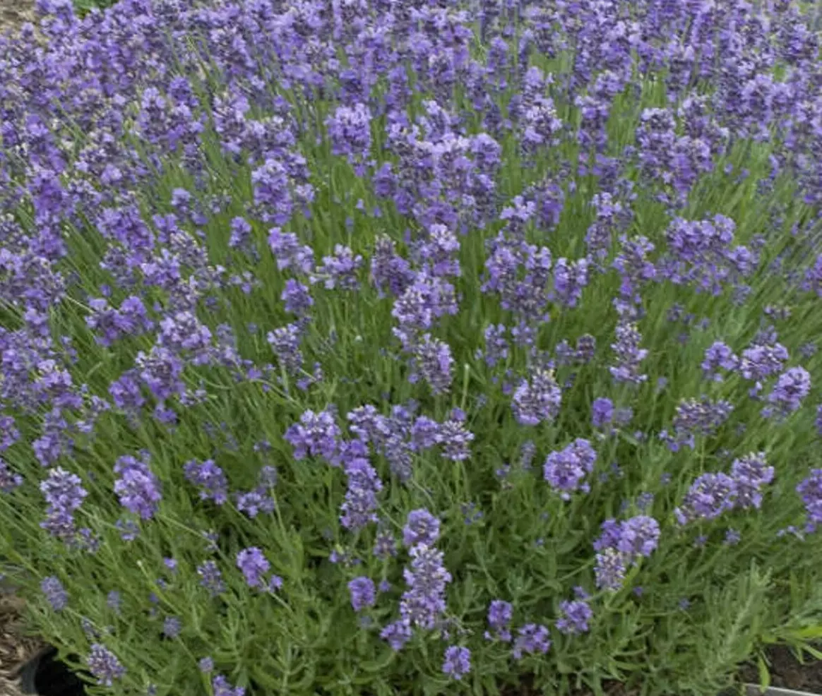 25 Seeds Lavender Munstead Perennial Herb - £7.57 GBP
