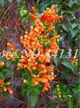 Exotic Honeysuckle Fragrant Seed Potted Climbing Lonicera Japonica Vine Flower P - $10.89