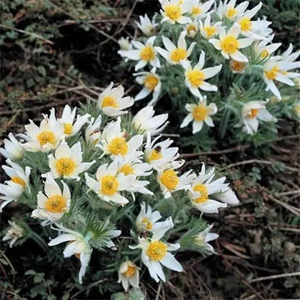 Anemone Pasque Flower Pulsatilla Vulgaris White 25 Fresh Seeds - £10.54 GBP